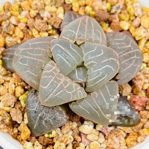 Haworthia pink heart display - heart,