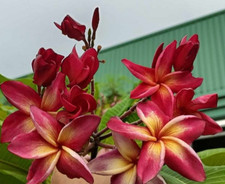 Frangipani Plumeria rubra - Hawaiian Palm Tree - VARIETY: Yala 2 - 5 Seeds -