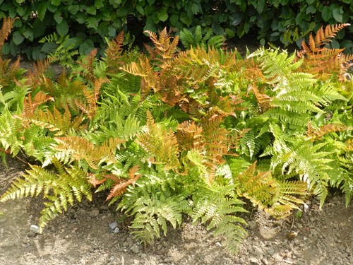 Dryopteris erythrosora - , |