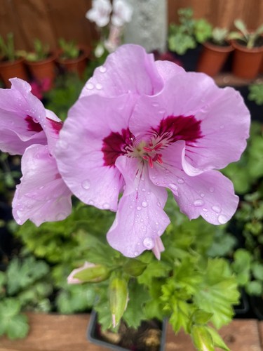 Regal pelargonium flower plant - pelargonium,
