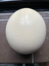 Blown Ostrich Egg vintage example