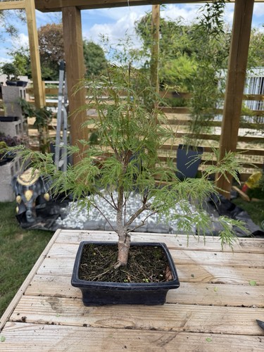 Chinese maple - chinese,
