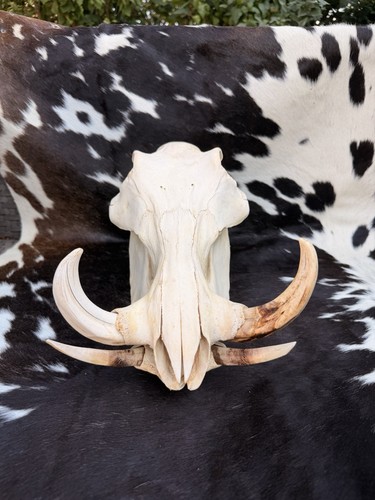 Large taxidermy african - taxidermy,