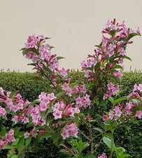 Weigela large flowering - large,