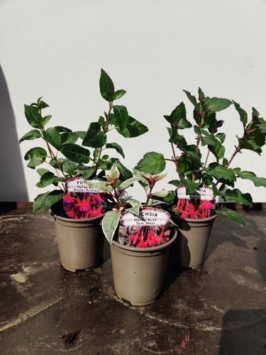 Hardy fuchsia stunning - hardy,