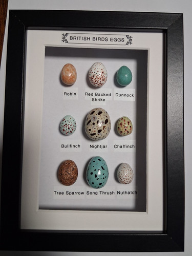 Framed british birds - british,