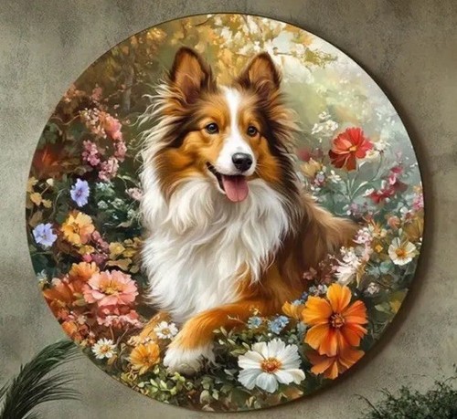 Sheltie shetland rough collie - sheltie,