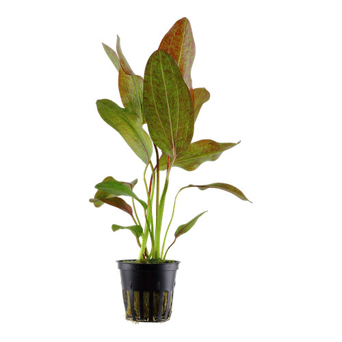 Echinodorus ozelot tropica - ozelot,