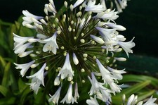 Agapanthus Enigma bicolour flower garden perennial plant in 2L pot or bareroot.