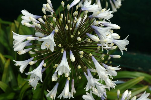 Agapanthus enigma bicolour - agapanthus,
