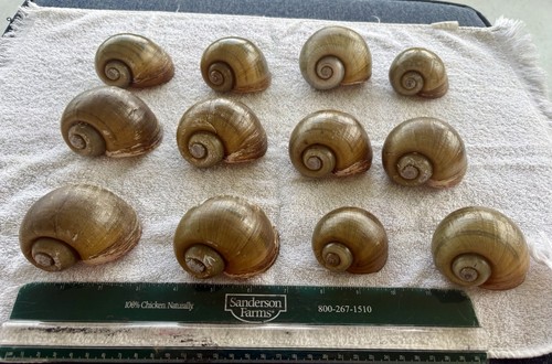 Lot apple snail shells - lot, 12