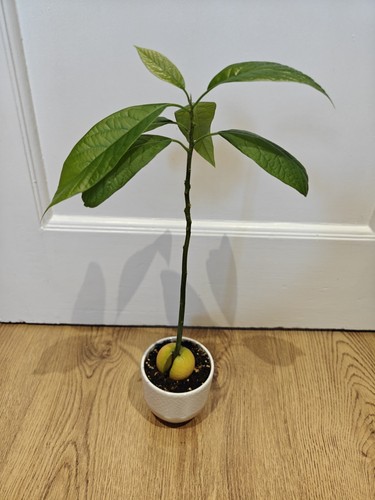 Avocado plant - avocado,