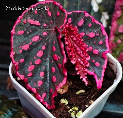 Super rare begonia nyx - rare,