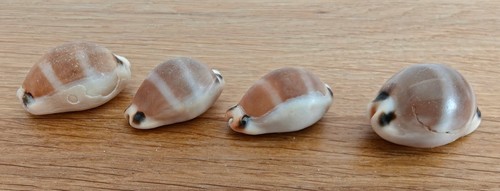 Vintage lurida cowrie - vintage,