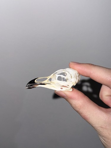 Rare little auk skull complete - auk,