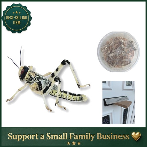 High nutrition live locusts - high-nutrition,