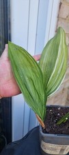 VERIGATED ASPIDISTRA ELATIOR