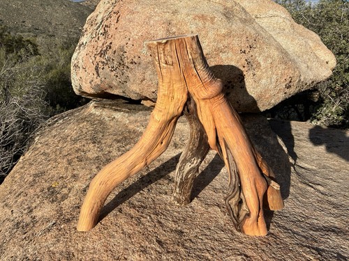 Manzanita tree root stump aqua - manzanita,