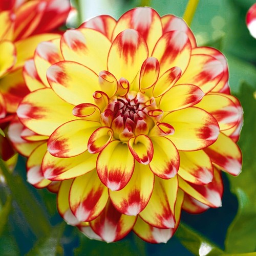 Dahlia lubega power tricolour - dahlia,