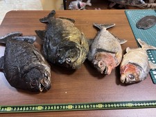 Commission Bookings Taxidermy