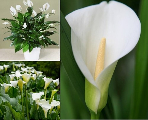 Arum lily calla 20 - lily,