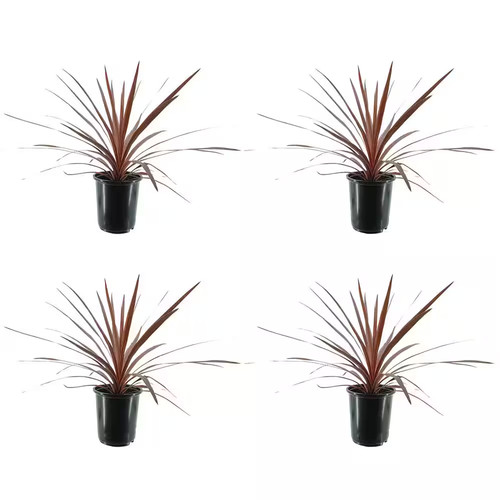 Grass cordyline - qt.,