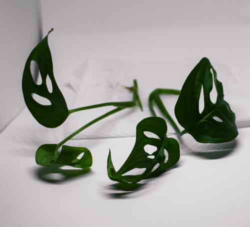 Swiss cheese monstera - swiss,