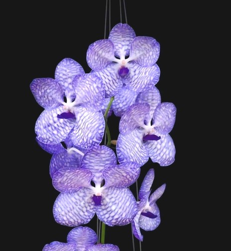 Vanda coerulea blue flowers x - coerulea,,