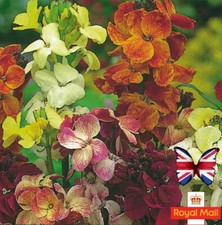 ENGLISH WALLFLOWERS 100 SEEDS