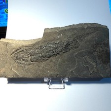 FOSSIL FISH Devonian Old Red