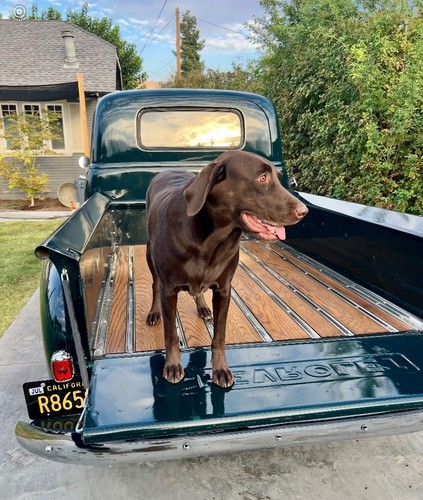 1952 chevrolet 3100 - chevrolet,