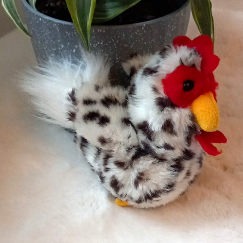 Black white spotted - &, chicken