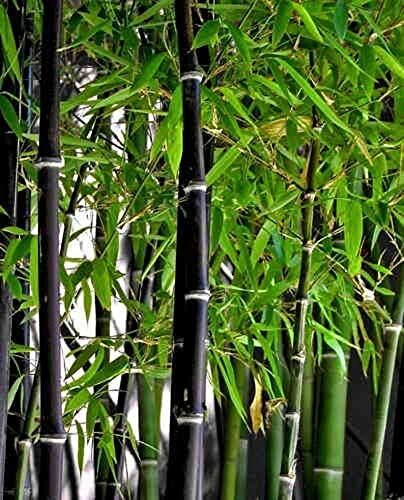 100 rare black - black, bamboo