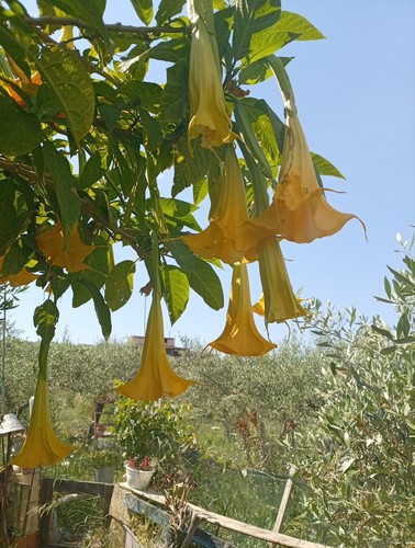 Brugmansia charles - 2, "charles