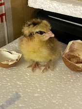 ✅Sexing Indicator Magnet for