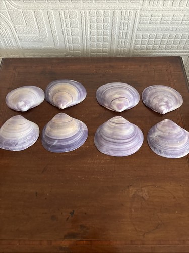 Unusual purple clam - unusual, shells
