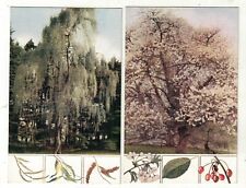 2 Postcards of British Trees Weeping Willow and Wild Cherry