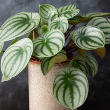 Peperomia Argyreia - Watermelon Peperomia | Best Indoor Plants (15-25cm in Pot)
