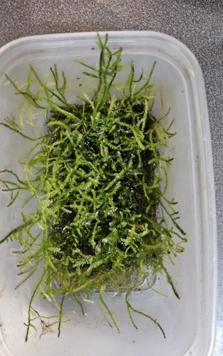 Java moss live - java, aquarium