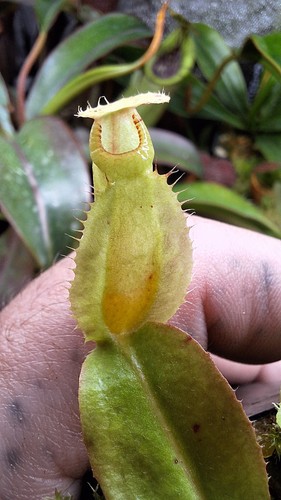 Nepenthes viking - nepenthes, x