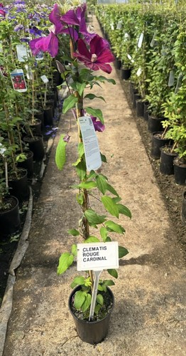 Clematis rouge cardinal - 'rouge, cardinal'