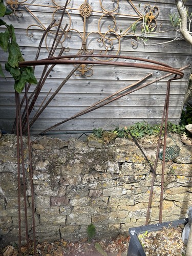 Leander rose and plant - leander,