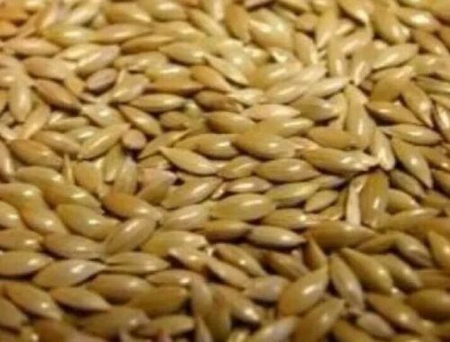 Plain canary seed complete - plain, (complete