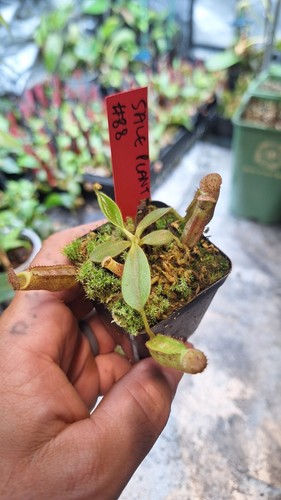 Nepenthes lvb veitchii bario - lvb,