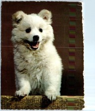 Postcard - Samoyed Dog