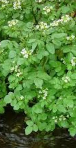 Pond plant watercress plants - pond,