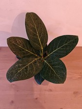 Ficus Benghalensis or Ficus Audrey good size 25-30cm tall 12cm pot v.happy plant