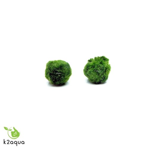 All sizes marimo moss - marimo,