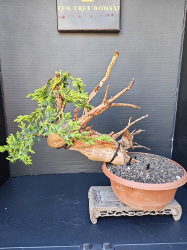 Tanuki needle juniper bonsai - tanuki,
