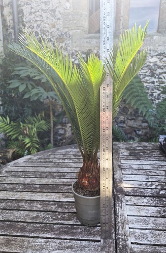 Cycas revoluta sago - sago, palm